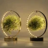 ohgreen Tillandsia led edition
