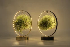 ohgreen Tillandsia led edition