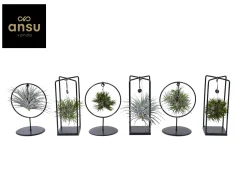 ohgreen Tillandsia mix s