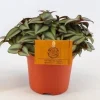 ohgreen Tradescantia zebrina Compacta