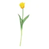 ohgreen Tulipa
