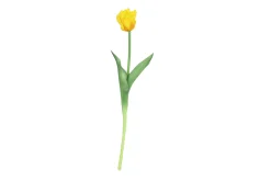 ohgreen Tulipa