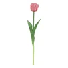 ohgreen Tulipa