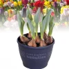 ohgreen Tulipa gemengd