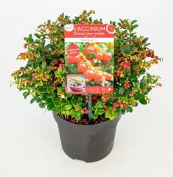 ohgreen Vaccinium vitis idaea ' red candy' - rode bosbes, vossenbes, hondsbes