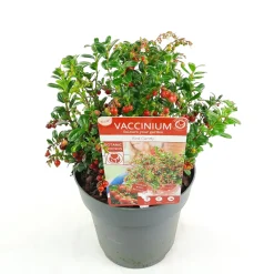 ohgreen Vaccinium vitis idaea ' red candy' - rode bosbes, vossenbes, hondsbes