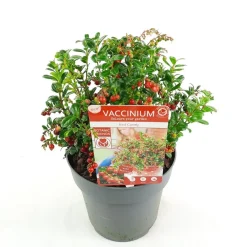 ohgreen Vaccinium vitis idaea ' red candy' - rode bosbes, vossenbes, hondsbes