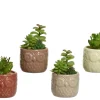 ohgreen Vetplant 12cm groen