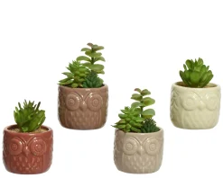 ohgreen Vetplant 12cm groen