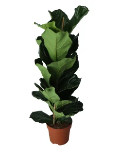 ohgreen Vioolbladplant (Ficus lyrata)