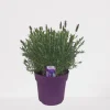 ohgreen Vlinder lavendel p18