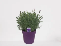 ohgreen Vlinder lavendel p18