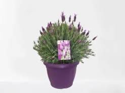 ohgreen Vlinder lavendel p25