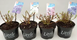 ohgreen Witte hortensia p17