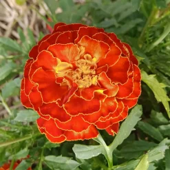 ohgreen Zaden: afrikaantje dwerg