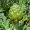 ohgreen Zaden: artichoc imperial star