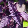 ohgreen Zaden: basilicum purper
