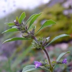 ohgreen Zaden: basilicum thijm