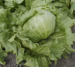 ohgreen Zaden: bataviasla iceberg "saladin"