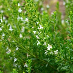 ohgreen Zaden: bonekruid des montagnes