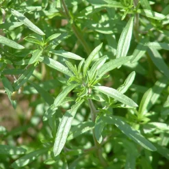 ohgreen Zaden: bonekruid jaarlijks