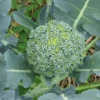 ohgreen Zaden: broccoli vert calabrais