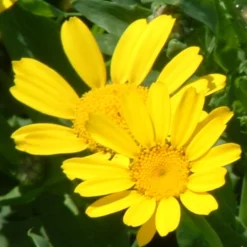ohgreen Zaden: chrysant gele ganzenbloem