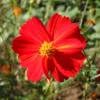ohgreen Zaden: cosmos red junny
