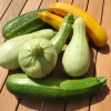 ohgreen Zaden: courgette mengeling