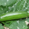 ohgreen Zaden: courgette mutabile