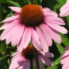 ohgreen Zaden: echinacea purpurea