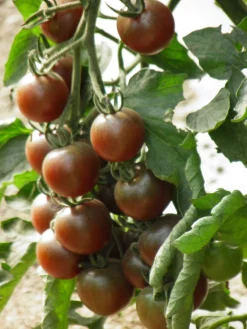 ohgreen Zaden: kerstomaat black cherry