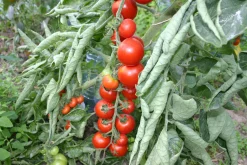 ohgreen Zaden: kerstomaat miel du mexique