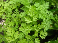 ohgreen Zaden: kervel gewoon