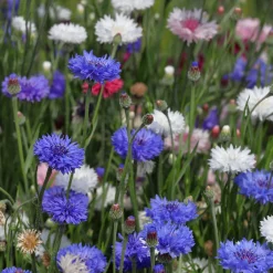 ohgreen Zaden: korenbloem gemengd