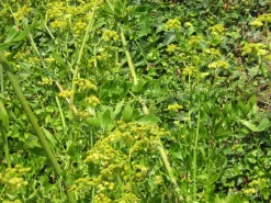 ohgreen Zaden: lavas