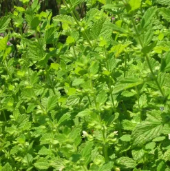 ohgreen Zaden: melisse