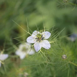 ohgreen Zaden: nigelle aromatisch
