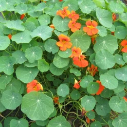 ohgreen Zaden: oostindische kers gemengd