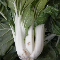 ohgreen Zaden: pak choi taisai