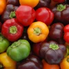 ohgreen Zaden: paprika mini bell mix