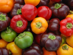 ohgreen Zaden: paprika mini bell mix