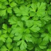 ohgreen Zaden: peterselie reus uit italië