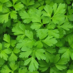 ohgreen Zaden: peterselie reus uit italië