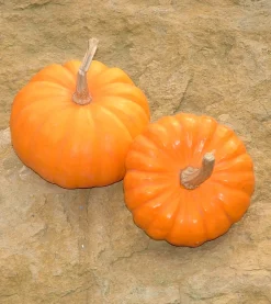 ohgreen Zaden: pompoen jack be little