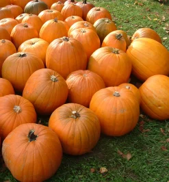 ohgreen Zaden: pompoen jack o'lanterne