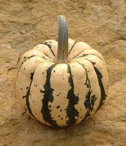 ohgreen Zaden: pompoen patidou sweet dumpling