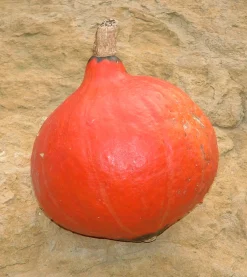 ohgreen Zaden: pompoen red kuri