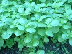 ohgreen Zaden: postelein -zomer groen