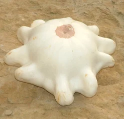 ohgreen Zaden: pâtisson wit